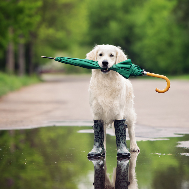 Golden retriever in rain boots holding an umbrella