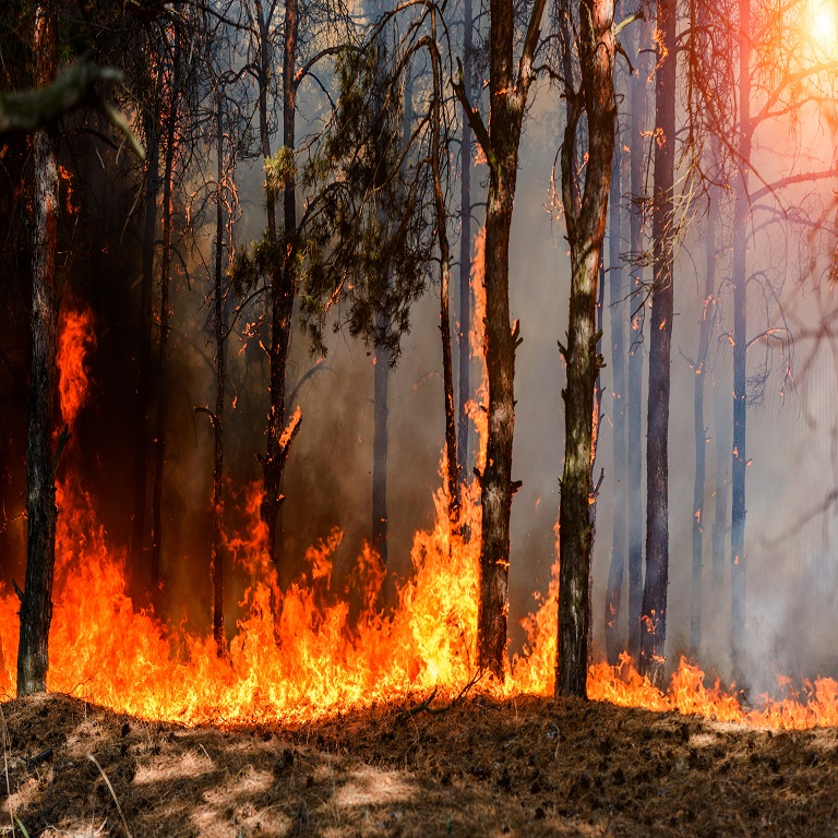 picture of a forest on fire